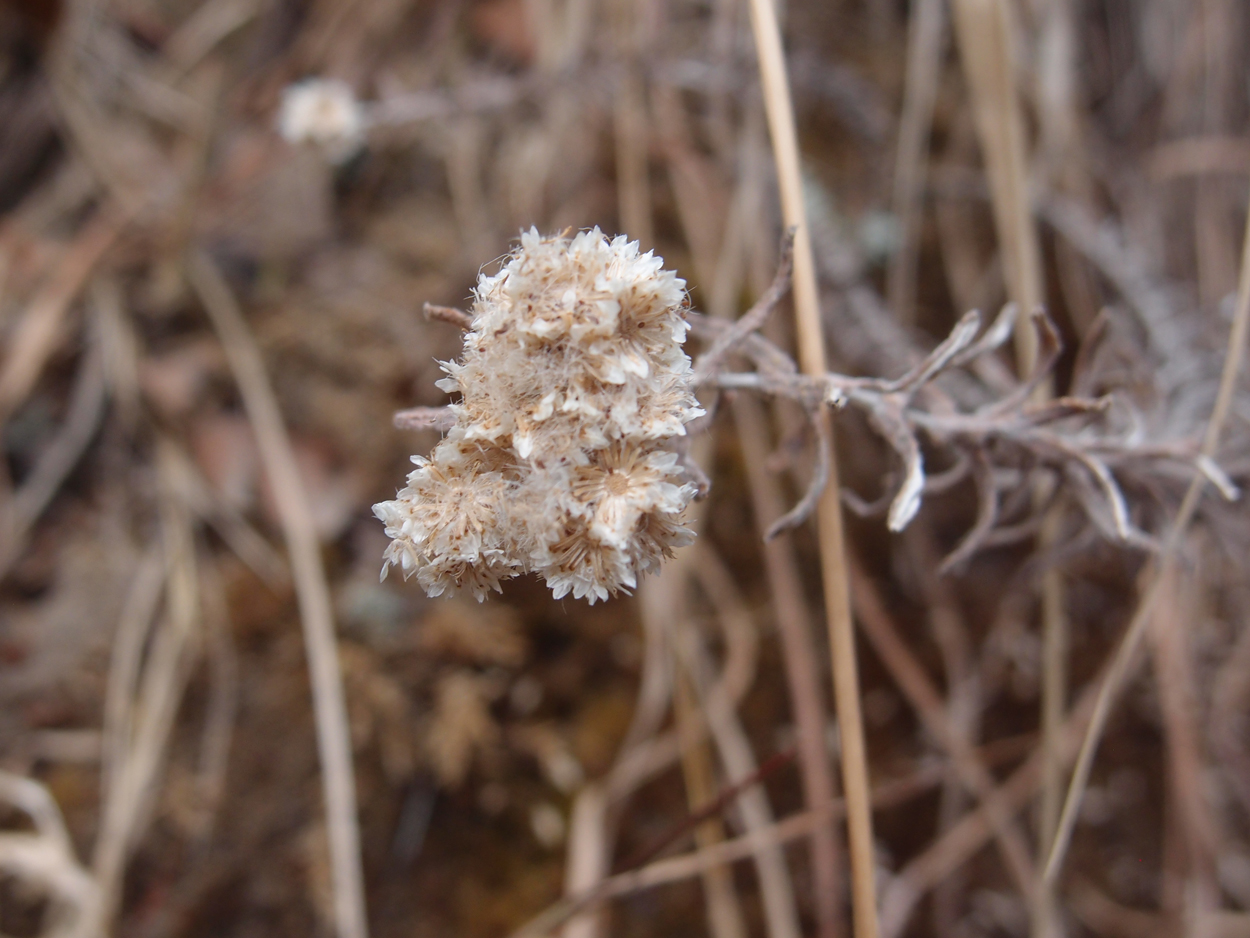 2018-01-16 12 Uhr - Im Shivapuri Nagarjun National Park (Nagi Gumba) (Foto) 